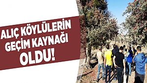 ALIÇ MEYVESİ HASANDAĞI KÖYLERİNİN GEÇİM KAYNAĞI OLDU