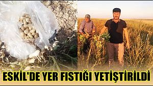 ESKİL İLÇESİNDE YER FISTIĞI YETİŞTİRİLDİ