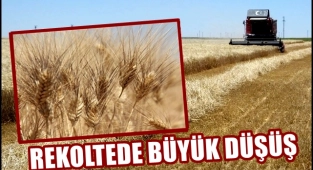 OVADA BUĞDAY REKOLTESİNDE BÜYÜK DÜŞÜŞ YAŞANDI