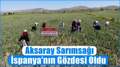 Aksaray Sarımsağı İspanya'nın Gözdesi Oldu